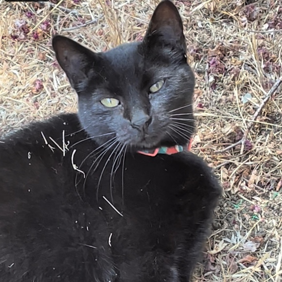 Meet your Posher, Eli - Picture 1 of 1